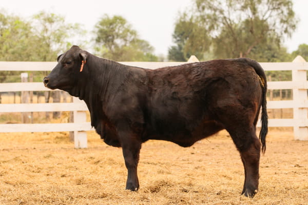 Lote LOTE 15