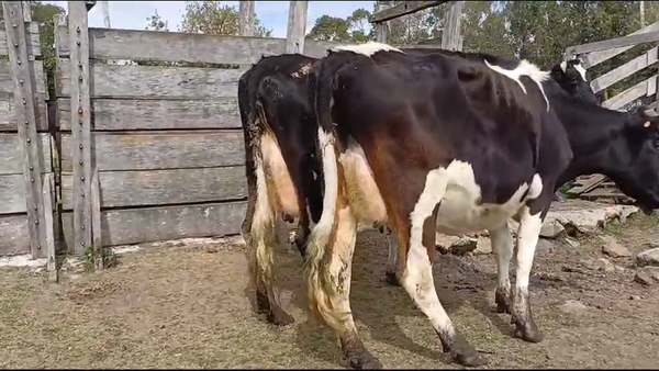 Lote VACAS HOLANDO PREÑADAS