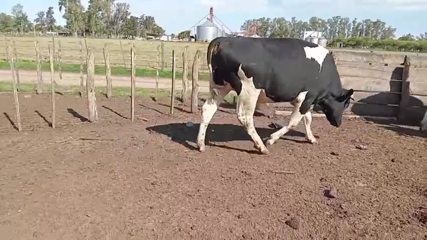 Lote 12 Novillos Holando Argentino en Las Varas,  Córdoba