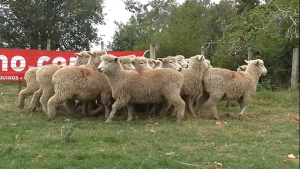 Lote 24 borregas 2 dtes MO