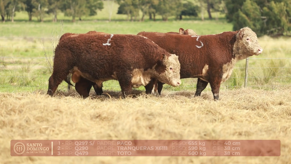 Lote ORDEN 30 TOROS DE LOTES