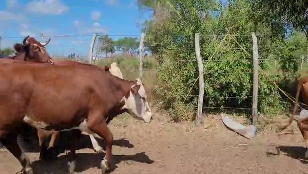 Lote 70 Novillos en Corrientes, Mercedes