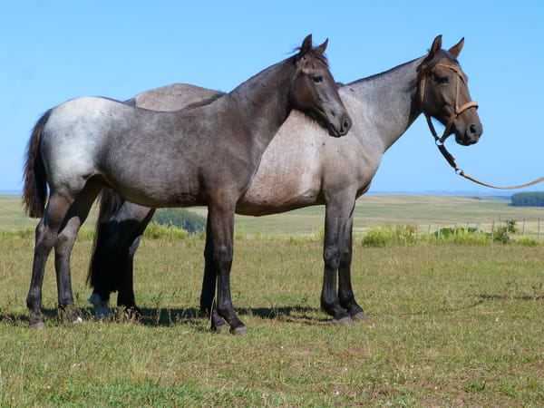 Lote Bellota del Cerro Grande