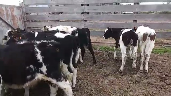 Lote 12 Terneros HOLANDO Y CRUZAS 70kg - , San José