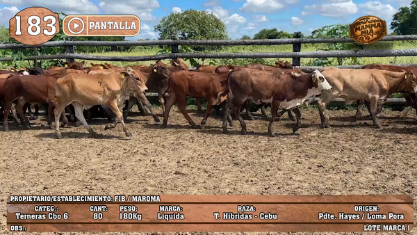 Lote LOTE 183 - PANTALLA