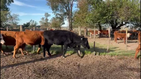 Lote VACAS Y VAQUILLONAS ENTORADAS