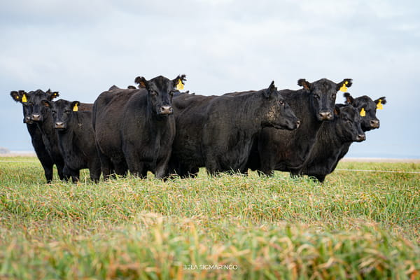 Lote VACAS ANGUS NEGRAS PC C/GTÍA DE PREÑEZ