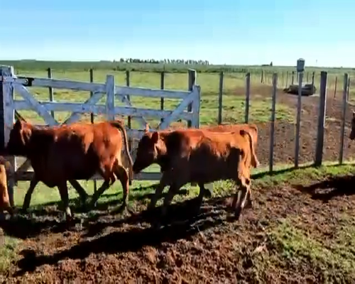 Lote 44 Terneros en Viamonte, Córdoba