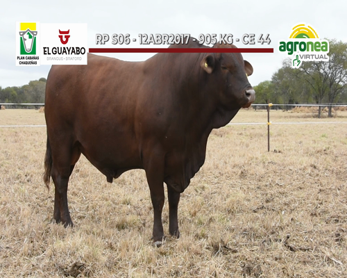 Lote TOROS BRANGUS COLORADO "EL GUAYABO"