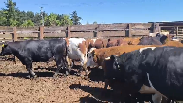Lote 20 Novillo Gordo en Los Ángeles, VIII Región Biobío
