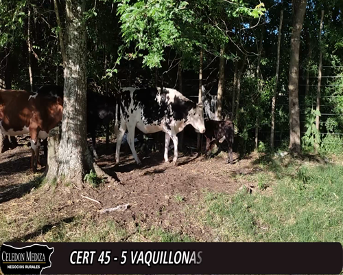 Lote 5 Vaquillonas 1 a 2 años 2 AA X HO,  1 HE X HO,  1 NO X HO,  1 RA X HO 350kg -  en - CONCHILLAS