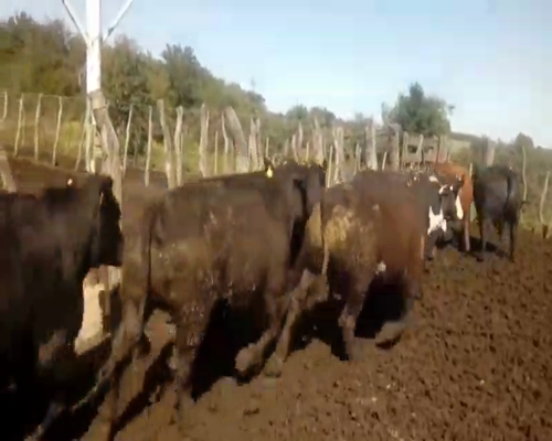 Lote 35 Novillos en Paraná, Entre Ríos