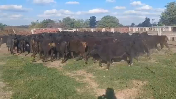 Lote 75 Terneros