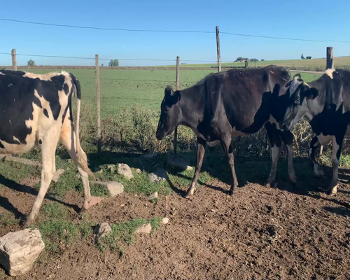 Lote Vaquillonas preñadas