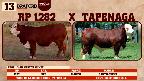 Lote LOTE 13