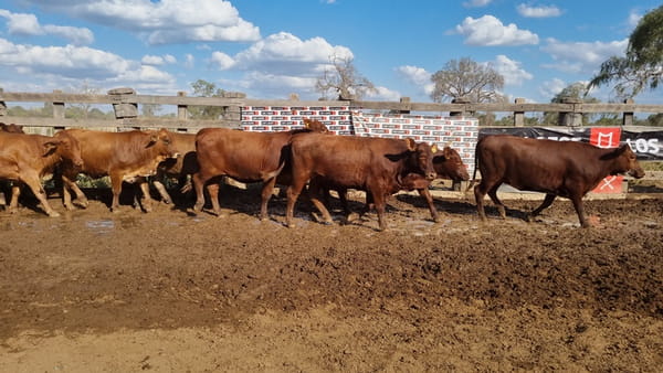 Lote Vaquillas Preñadas CBO 0