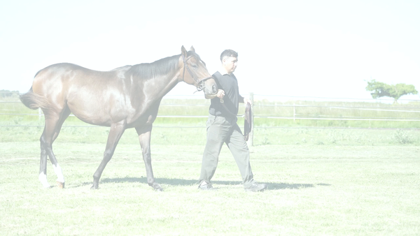 Lote DRAMATICA NIK (NICODEMUS -  DRAMA Y LUZ)