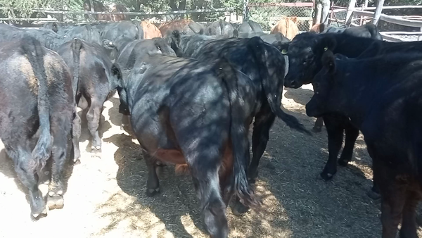 Lote 33 Ternero en San Pedro, Región Metropolitana