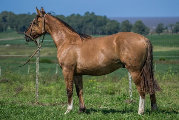 Lote ARRAYAN TEMBLOR 1841 T.E.