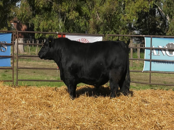 Lote TOROS ANGUS PP