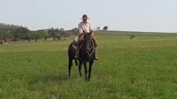 Lote 1 Yegua Criolla