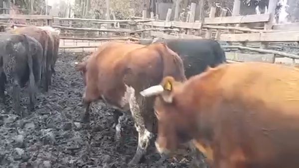 Lote 45 Novillo Gordo en Linares, VII  Región Maule