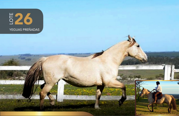 Lote Aquerenciada Chalana