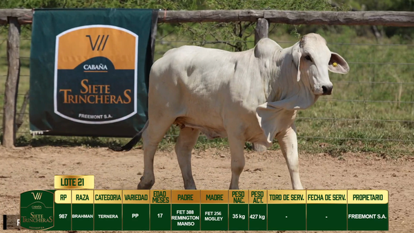 Lote LOTE 21