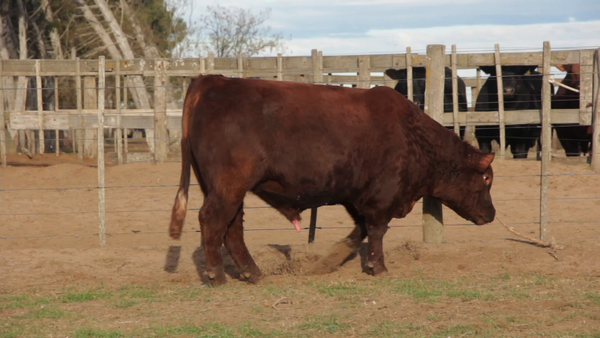 Lote TOROS PUROS DE PEDIGREE