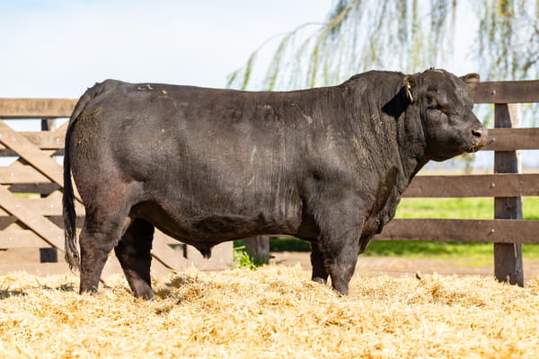 Lote Toro PC