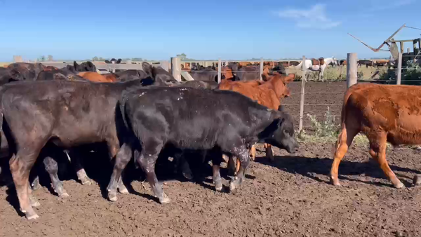 Lote 40 Terneros