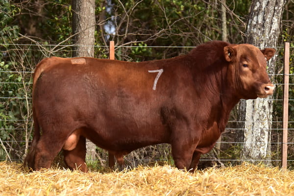 40278 — TOROS ANGUS PC