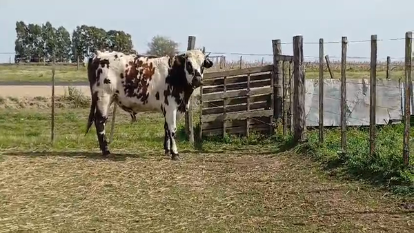 Lote (Vendido)Toros NORMANDO en RUTA 45 - LIBERTAD