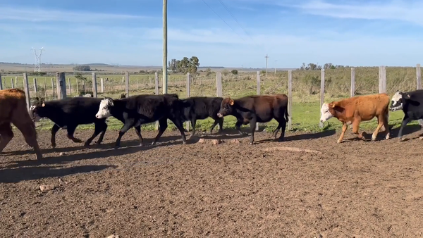 Lote Terneras