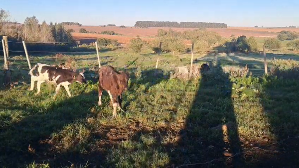 Lote TERNEROS