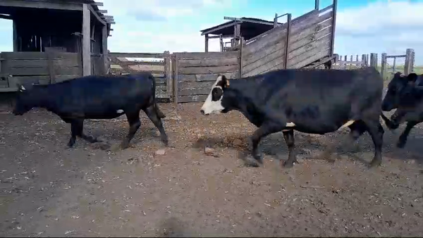 Lote 5 Vaquillonas preñadas 4 AA,  1 CRUZA 408kg -  en BALTASAR BRUM. 13 KM POR CAMINO A D.LAMAS
