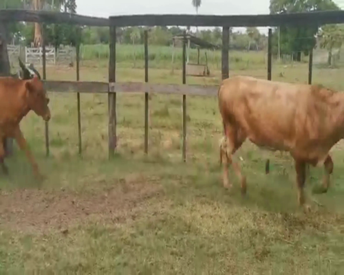 Lote Lote 7 Toros y Novillos