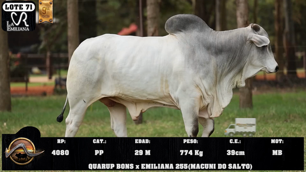 Lote LOTE 71