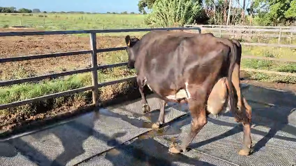 Lote Vaca, San José