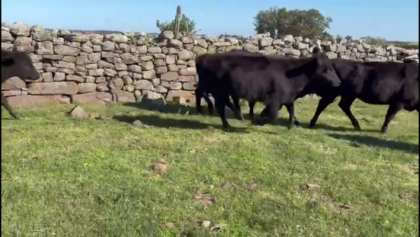 Lote VAQUILLONAS 1-2