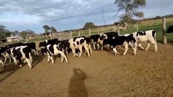 Lote 23 Terneros Holando Argentino en Altos de Chipion, Córdoba