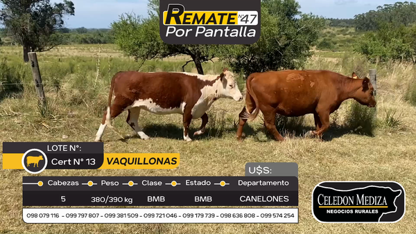 Lote 5 Vaquillonas  en Otra Localidad, Canelones