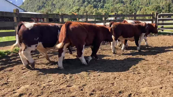 Lote 29 Ternero en XI Región Aysén, Cisnes
