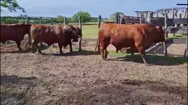Lote TOROS