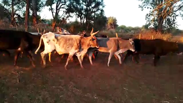 Lote 35 Vacas de invernar en Monte Quemado, Santiago del Estero