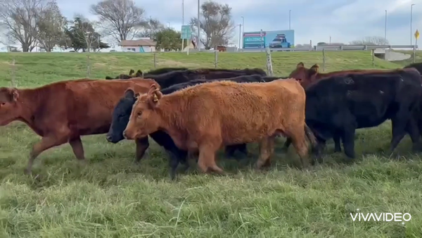 Lote 35 Vaquillonas en Dolores, Buenos Aires