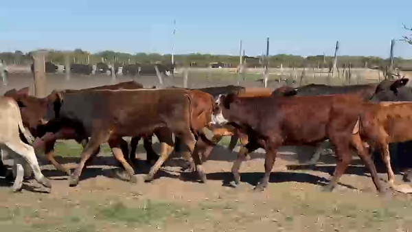 Lote 145 Terneros en Formosa, Clorinda