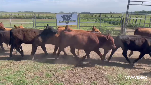 Lote 40 Terneros/as en Gral. Paz, Buenos Aires