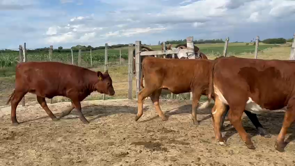 Lote 4 Vaquillonas , San José