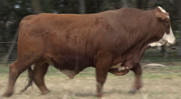 Lote TOROS(CORRAL 31)BRAFORD "CABAÑA DON CARLIN"